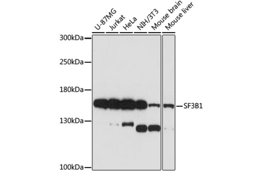 Western Blot - Anti-SF3B1 Antibody (A88407) - Antibodies.com