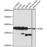 Western Blot - Anti-SF3B1 Antibody (A88407) - Antibodies.com