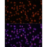 Immunofluorescence - Anti-SF3B1 Antibody (A88407) - Antibodies.com