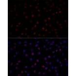 Immunofluorescence - Anti-SF3B1 Antibody (A88407) - Antibodies.com