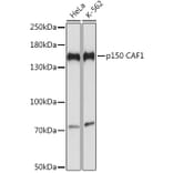 Western Blot - Anti-p150 CAF1/CAF Antibody (A88409) - Antibodies.com