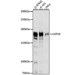 Western Blot - Anti-USP19 Antibody (A88410) - Antibodies.com