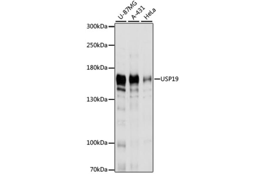 Western Blot - Anti-USP19 Antibody (A88410) - Antibodies.com