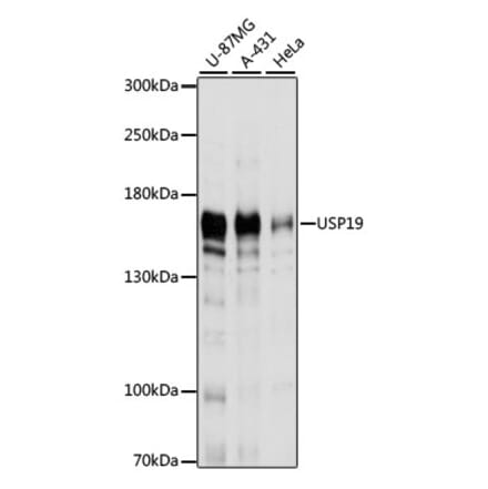 Western Blot - Anti-USP19 Antibody (A88410) - Antibodies.com