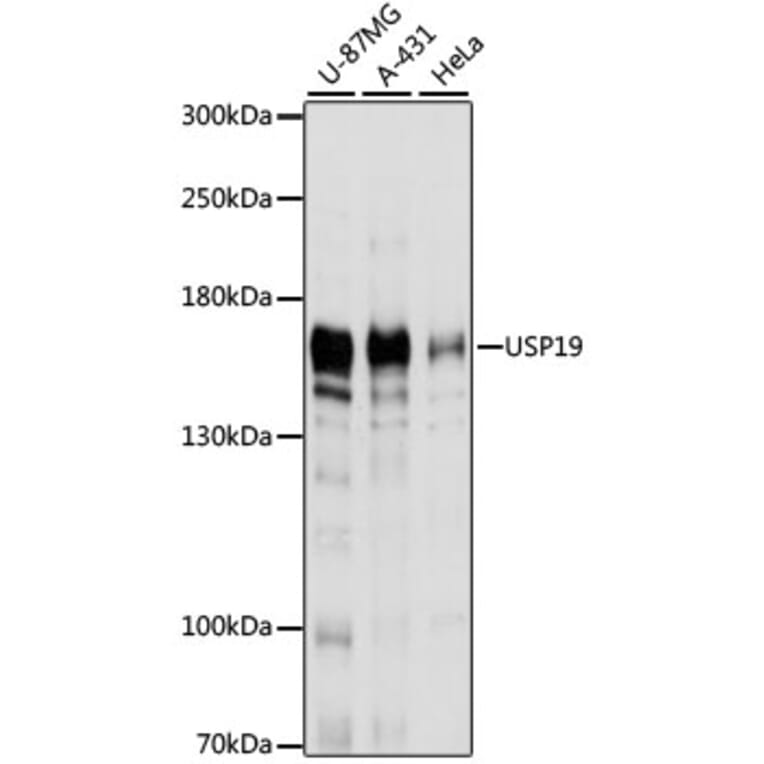 Western Blot - Anti-USP19 Antibody (A88410) - Antibodies.com