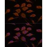 Immunofluorescence - Anti-USP19 Antibody (A88410) - Antibodies.com