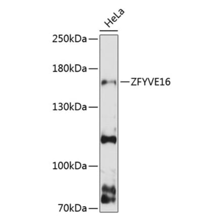 Western Blot - Anti-ZFYVE16 Antibody (A88411) - Antibodies.com