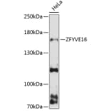 Western Blot - Anti-ZFYVE16 Antibody (A88411) - Antibodies.com