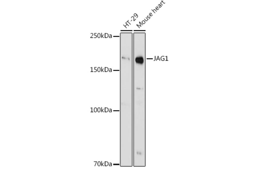 Western Blot - Anti-Jagged1 Antibody (A88414) - Antibodies.com