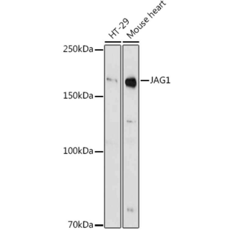 Western Blot - Anti-Jagged1 Antibody (A88414) - Antibodies.com