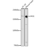 Western Blot - Anti-Jagged1 Antibody (A88414) - Antibodies.com