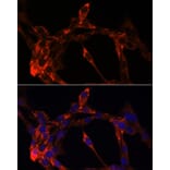 Immunofluorescence - Anti-Jagged1 Antibody (A88414) - Antibodies.com