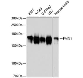 Western Blot - Anti-FMN1 Antibody (A88415) - Antibodies.com