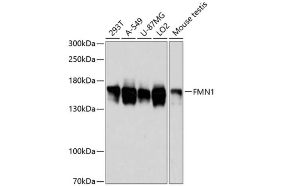 Western Blot - Anti-FMN1 Antibody (A88415) - Antibodies.com