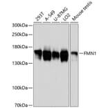 Western Blot - Anti-FMN1 Antibody (A88415) - Antibodies.com