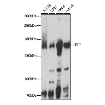 Western Blot - Anti-Flightless I Antibody (A88416) - Antibodies.com