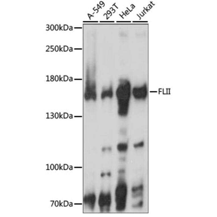 Western Blot - Anti-Flightless I Antibody (A88416) - Antibodies.com