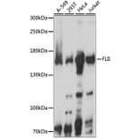 Western Blot - Anti-Flightless I Antibody (A88416) - Antibodies.com