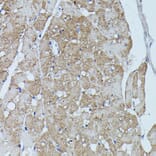 Immunohistochemistry - Anti-Flightless I Antibody (A88416) - Antibodies.com