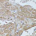 Immunohistochemistry - Anti-Flightless I Antibody (A88416) - Antibodies.com