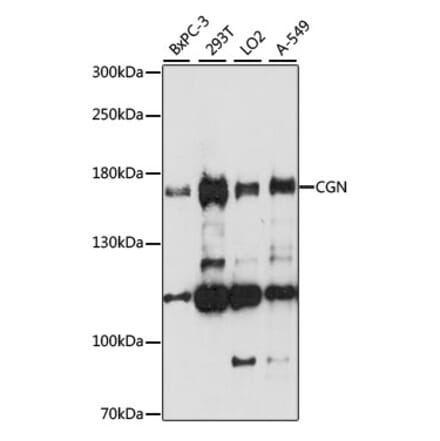 Western Blot - Anti-Cingulin Antibody (A88418) - Antibodies.com