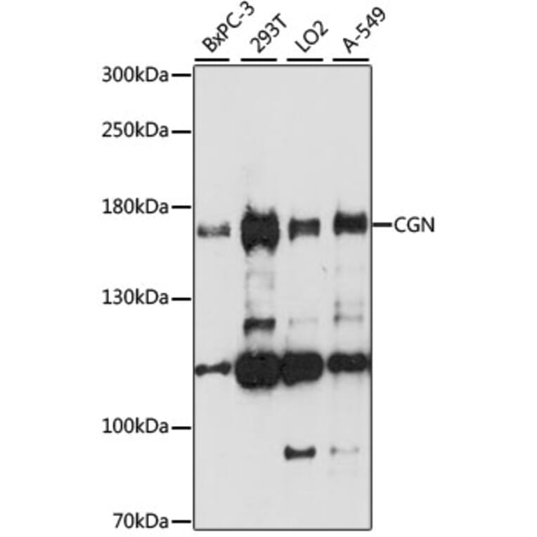 Western Blot - Anti-Cingulin Antibody (A88418) - Antibodies.com