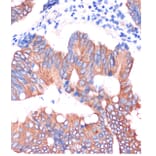 Immunohistochemistry - Anti-Cingulin Antibody (A88418) - Antibodies.com