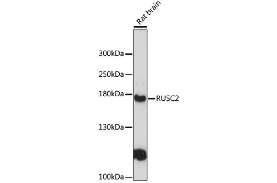 Western Blot - Anti-RUSC2 Antibody (A12904) - Antibodies.com