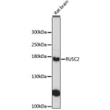 Western Blot - Anti-RUSC2 Antibody (A12904) - Antibodies.com