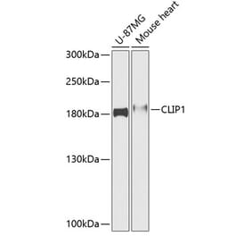 Western Blot - Anti-CLIP170 Antibody (A88422) - Antibodies.com