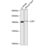 Western Blot - Anti-CLIP170 Antibody (A88422) - Antibodies.com