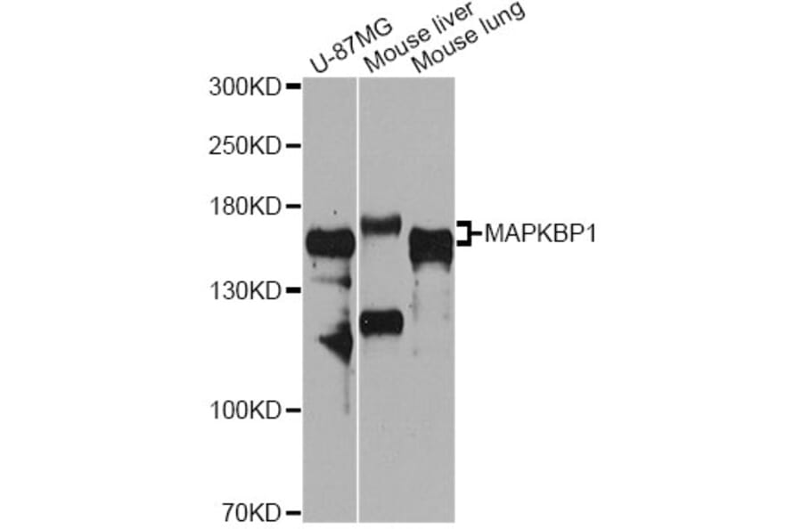 Western Blot - Anti-MAPKBP1 Antibody (A12576) - Antibodies.com