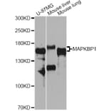 Western Blot - Anti-MAPKBP1 Antibody (A12576) - Antibodies.com