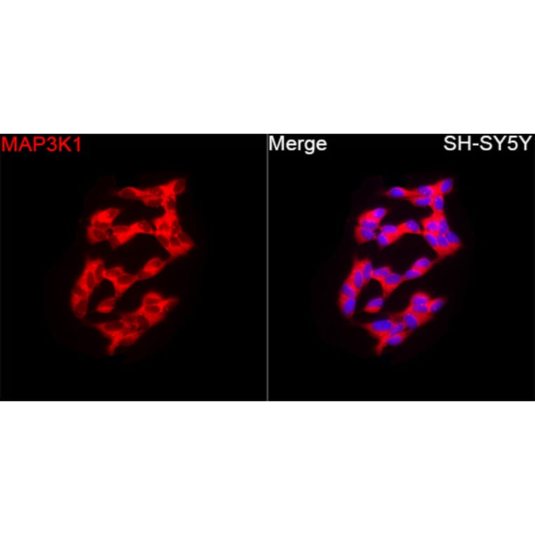 Immunofluorescence - Anti-MAP3K1 Antibody (A88425) - Antibodies.com