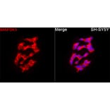 Immunofluorescence - Anti-MAP3K1 Antibody (A88425) - Antibodies.com