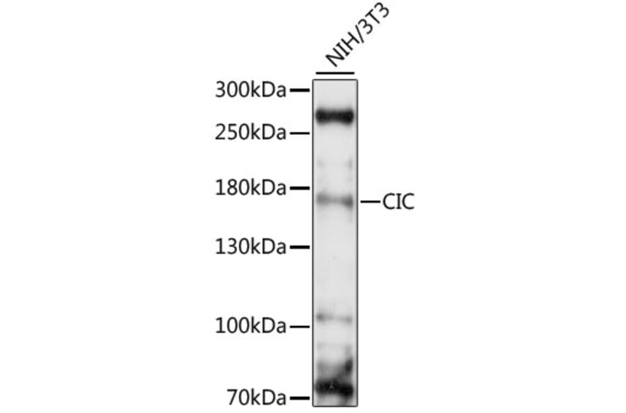 Western Blot - Anti-Capicua/CIC Antibody (A88426) - Antibodies.com