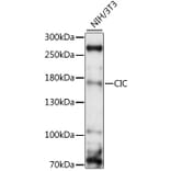 Western Blot - Anti-Capicua/CIC Antibody (A88426) - Antibodies.com