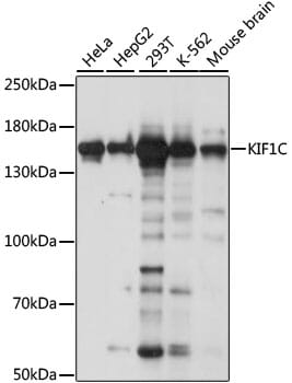 Western blot analysis of extracts of various cell lines, using Anti-KIF1C Antibody (A15786) at 1:1,000 dilution.
Secondary antibody: Goat Anti-Rabbit IgG (H+L) (HRP) (AS014) at 1:10,000 dilution.
Lysates / proteins: 25µg per lane.
Blocking buffer: 3% non-fat dry milk in TBST.
Detection: ECL Basic Kit (RM00020).
Exposure time: 5s.