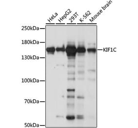 Western Blot - Anti-KIF1C Antibody (A88431) - Antibodies.com