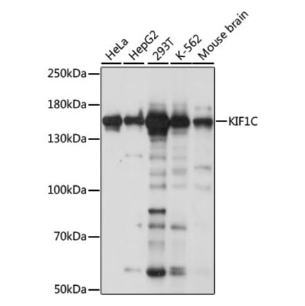 Western Blot - Anti-KIF1C Antibody (A88431) - Antibodies.com