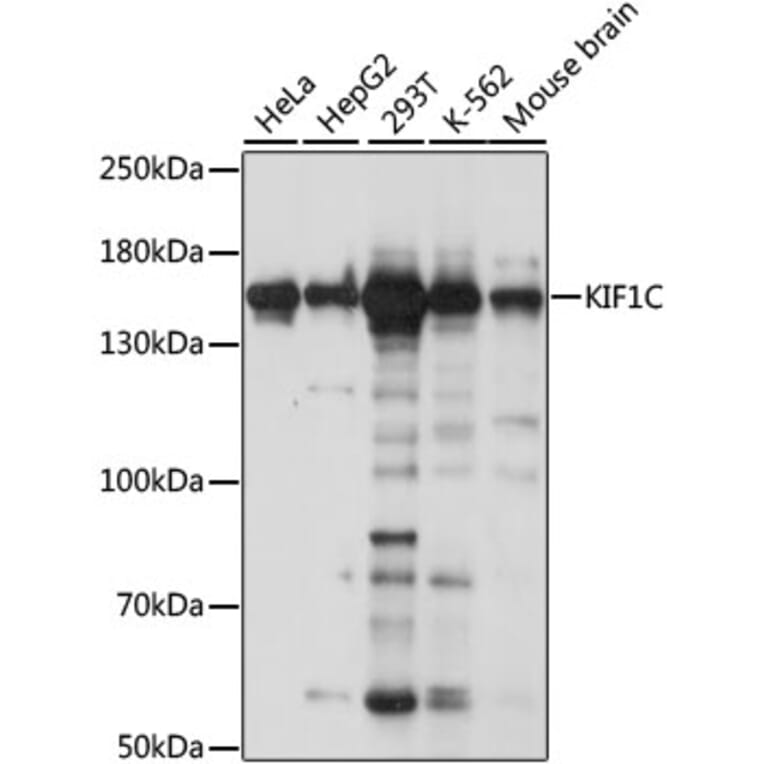 Western Blot - Anti-KIF1C Antibody (A88431) - Antibodies.com
