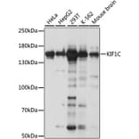 Western Blot - Anti-KIF1C Antibody (A88431) - Antibodies.com