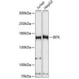 Western Blot - Anti-IBTK Antibody (A88432) - Antibodies.com