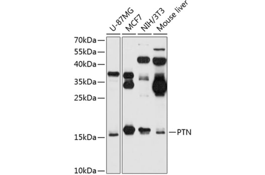 Western Blot - Anti-PTN Antibody (A88436) - Antibodies.com