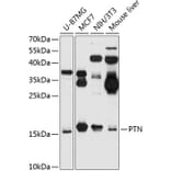 Western Blot - Anti-PTN Antibody (A88436) - Antibodies.com