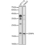 Western Blot - Anti-CENPA Antibody (A88437) - Antibodies.com