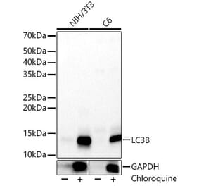 Western Blot - Anti-LC3B Antibody (A88439) - Antibodies.com