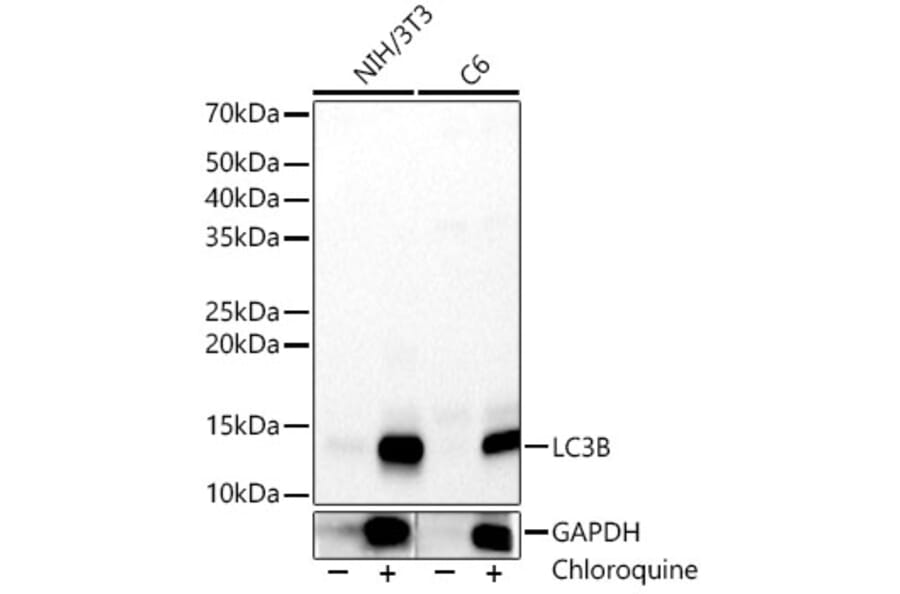 Western Blot - Anti-LC3B Antibody (A88439) - Antibodies.com