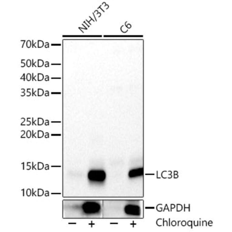 Western Blot - Anti-LC3B Antibody (A88439) - Antibodies.com
