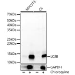 Western Blot - Anti-LC3B Antibody (A88439) - Antibodies.com